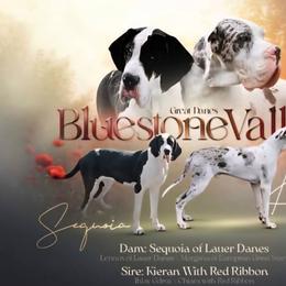 Great Dane puppies from Bluestone Valley Great Danes