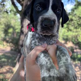 Cayenne- red collar - Black roan male German Shorthaired Pointer puppy in Mokelumne Hill, California from Underhill GSP