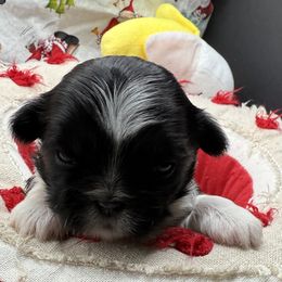 Holly - Black and white female Shih Tzu puppy in Stafford, Virginia from Bayview Pups