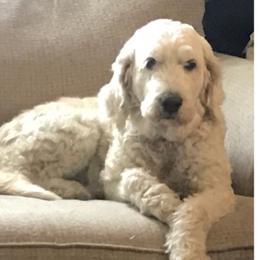 Vixy - Cream female Goldendoodle puppy in Kansas City, Missouri from Beary GoldenDoodles