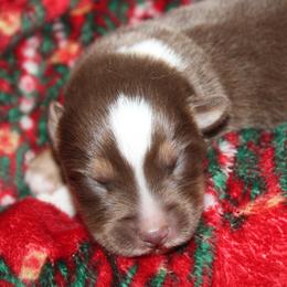 Cupid - Red tri-color male Australian Shepherd puppy in Ingram, Texas from Rocky Mountain Aussies
