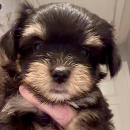 Boy 3 - Black and white male Havanese puppy in Walpole, Massachusetts from Golden Glen Havanese