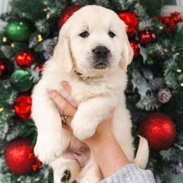 Dark Purple Luci - Light golden female Golden Retriever puppy in Oregon from A Goldens First Love