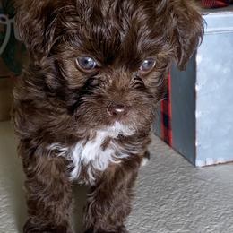 Poodle and Shihpoo Puppies from Plush Toy Poodle Puppies & Pals