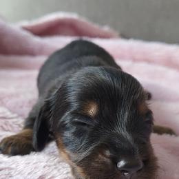 Black tan - Black and tan female Dachshund puppy in Ashford, Alabama from Circle City Dachshunds