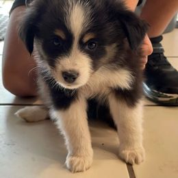 Miniature Australian Shepherd Puppies from Little Sooner Aussies
