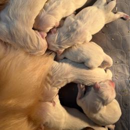 English cream male 1 - Light golden male Golden Retriever puppy in Spanaway, Washington from 11 Oaks Kennels