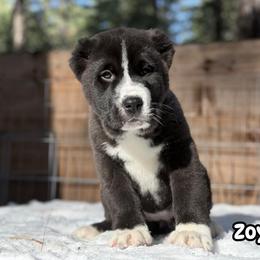 Zoya - Black female Central Asian Shepherd Dog puppy in Island City, Oregon from Alabaivalley