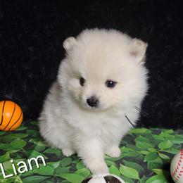AKC LIAM - MALE - Cream male Pomeranian puppy in Bolivia, North Carolina from Red Wagon Pomeranians