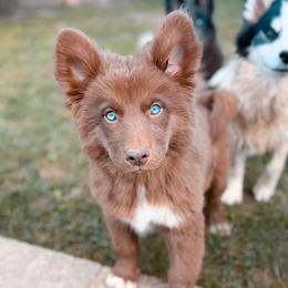 Brioche - Chocolate male Pomsky puppy in Cleveland, Ohio from Lake Point Pomskies