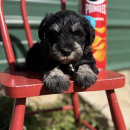 Blue girl - Black and silver female Miniature Schnauzer puppy in Garrison, Texas from RNH Schnauzers