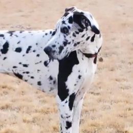 Skye - Great Dane