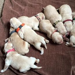 Golden Retriever Puppies from Legacy Farm Goldens