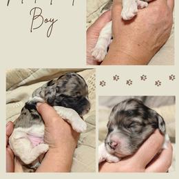 Grey Merle Parti Boy - Merle male Cockapoo puppy in Stayton, Oregon from MoSa Ranch Cockapoos