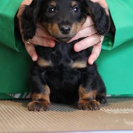 Mouse - Black and tan male Dachshund puppy in Milford, Michigan from Proud Lake Dachshunds
