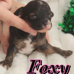 Foxy - Phantom female Poodle puppy in Saint Cloud, Florida from Rising Star Kennels