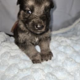 Shiloh Shepherd Puppies from Heritage Shilohs