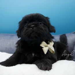 Inky - Black male Shih Tzu puppy in Yakima, Washington from Angel Tails Shih Tzu of Washington State