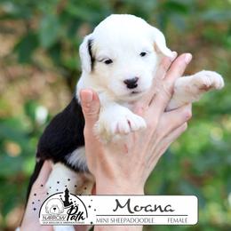 Moana - Black and white female Sheepadoodle puppy in Cleveland, Tennessee from Narrow Path Old English & Sheepadoodles