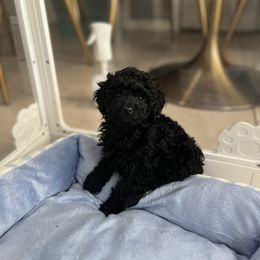 Licorice - Black and white female Aussiedoodle puppy in Brevard County, Florida from Enchanting Puppies