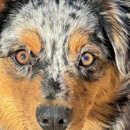 Australian Shepherds, Miniature American Shepherds, Miniature Australian Shepherds, and Toy Australian Shepherds from HP Aussie Kennels