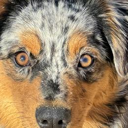 Australian Shepherds, Miniature American Shepherds, Miniature Australian Shepherds, and Toy Australian Shepherds from HP Aussie Kennels