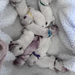 Boy puppy - Light golden male Golden Retriever puppy in Myakka City, Florida from MC Goldens