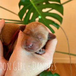 Dandies - Dark golden female Golden Retriever puppy in Salt Lake City, Utah from Pitchpine Retrievers