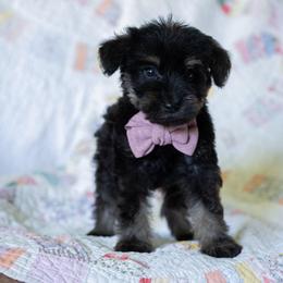 Mystik Dan - Black and tan male Schnoodle puppy in Grove, Oklahoma from Grand Lake Poodles & Doodles
