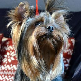 Bobby  - Yorkshire Terrier