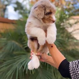 Aussiedoodle, Bernedoodle, Goldendoodle, and Poodle Puppies from Teddy Doodles & Standard Poodles