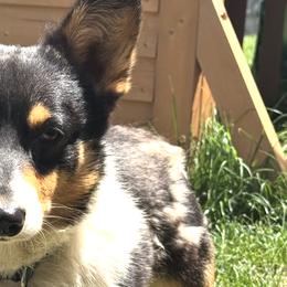 American Corgis and Pembroke Welsh Corgis from CalValley Kennels