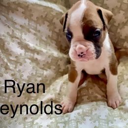 Boy 1 - Brindle Boxer puppy in Canterbury, Connecticut from Franklin’s Boxers