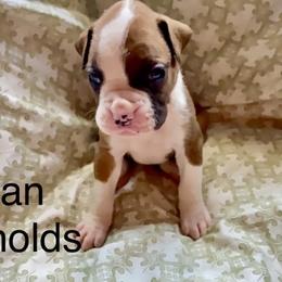 Boy 1 - Brindle Boxer puppy in Canterbury, Connecticut from Franklin’s Boxers