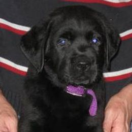 Labrador Retriever Puppies from Lorlyn Labradors