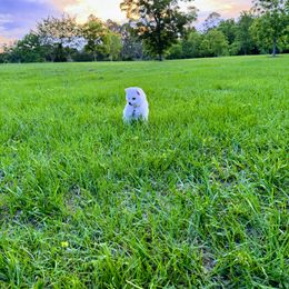 Breeze - White male American Eskimo Dog puppy in Live Oak, Florida from Pecan Ridge Puppies