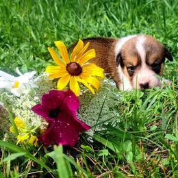 Martha Washington - Sable and white female American Corgi puppy in Gouverneur, New York from St. Lawrence Corgis