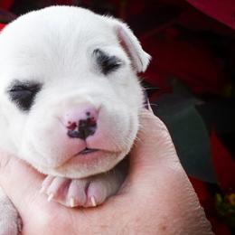 Scar - Dogo Argentino puppy from Debonair Dogos