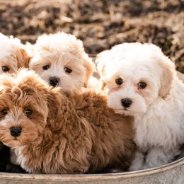 Goldendoodles, Havanese, and Havapoos from Lady Paws Puppies