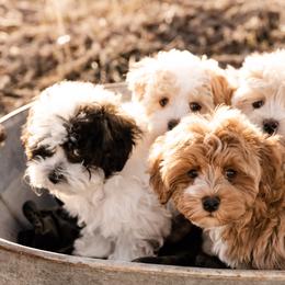 Goldendoodles, Havanese, and Havapoos from Lady Paws Puppies