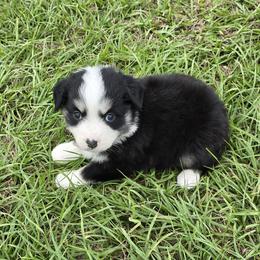 Suede - Black tri-color female Australian Shepherd puppy in Lakeland, Florida from Diamond P Australian Shepherds