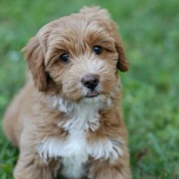 Australian Labradoodles from Sweet Tea Australian Labradoodles