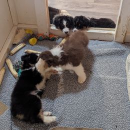 Australian Shepherd Puppies from Brewedstone Australian Shepherds