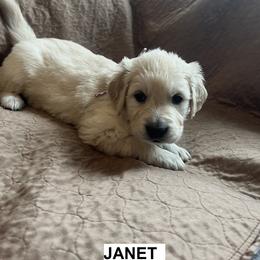Girl 4 - female Golden Retriever puppy in Berea, Kentucky from Lucky Golden Ranch