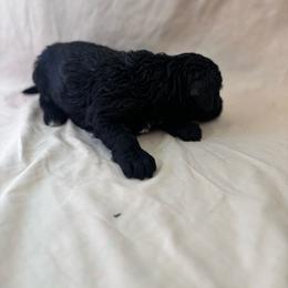 Bellini - Black female Bordoodle puppy in Indianapolis, Indiana from Indiana Bordoodles