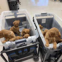 Green collar male - Dark golden male Golden Retriever puppy in Yucaipa, California from Blessed Goldens