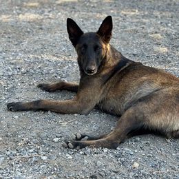 Grizz - Belgian Malinois