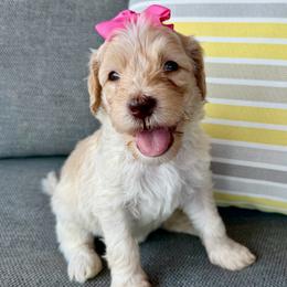 Summer - Cream female Goldendoodle puppy in Wyandotte, Oklahoma from Goldendoodles of NE OK
