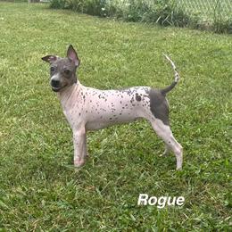 Rogue - Black tan and white female American Hairless Terrier puppy in Buckingham, Illinois from Gaus Hof