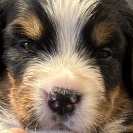 Girl 2 - Bernese Mountain Dog puppy in Port Huron, Michigan from Thumb Coast Bernese